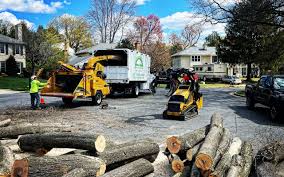 Professional Tree Care in Yazoo City, MS