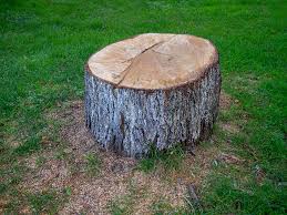Best Tree Preservation Services  in Yazoo City, MS