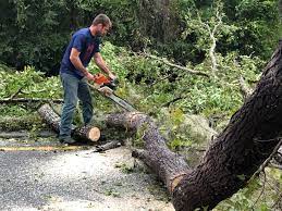 Best Root Management and Removal  in Yazoo City, MS