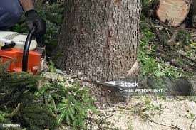 Best Tree Cabling and Bracing  in Yazoo City, MS