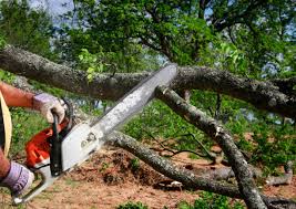 Best Lawn Renovation and Restoration  in Yazoo City, MS