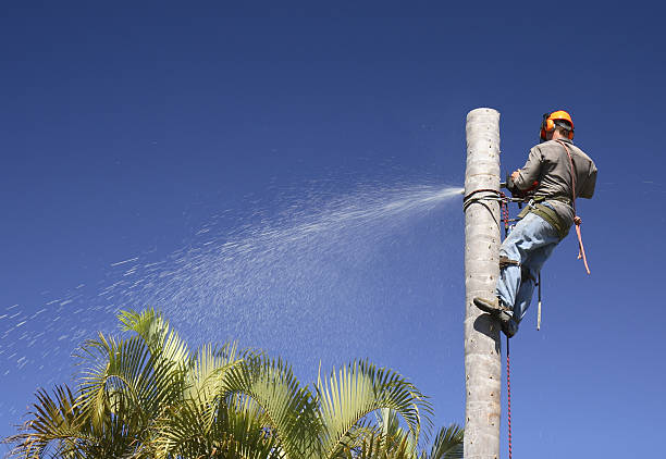 Best Tree Trimming and Pruning  in Yazoo City, MS