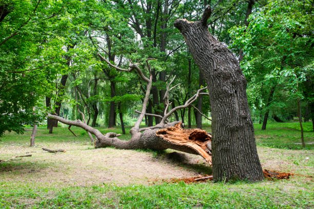 Best Lawn Renovation and Restoration  in Yazoo City, MS