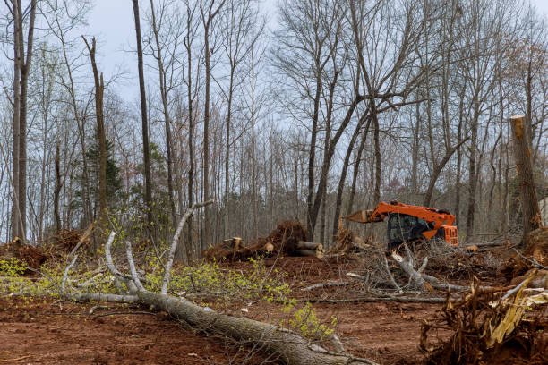 Best Utility Line Clearance  in Yazoo City, MS