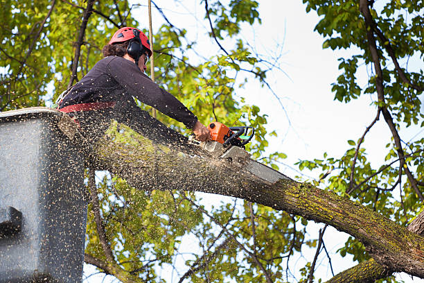 Best Commercial Tree Services  in Yazoo City, MS