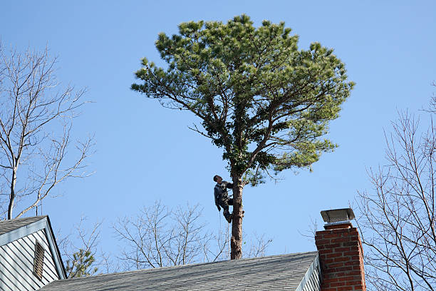How Our Tree Care Process Works  in  Yazoo City, MS